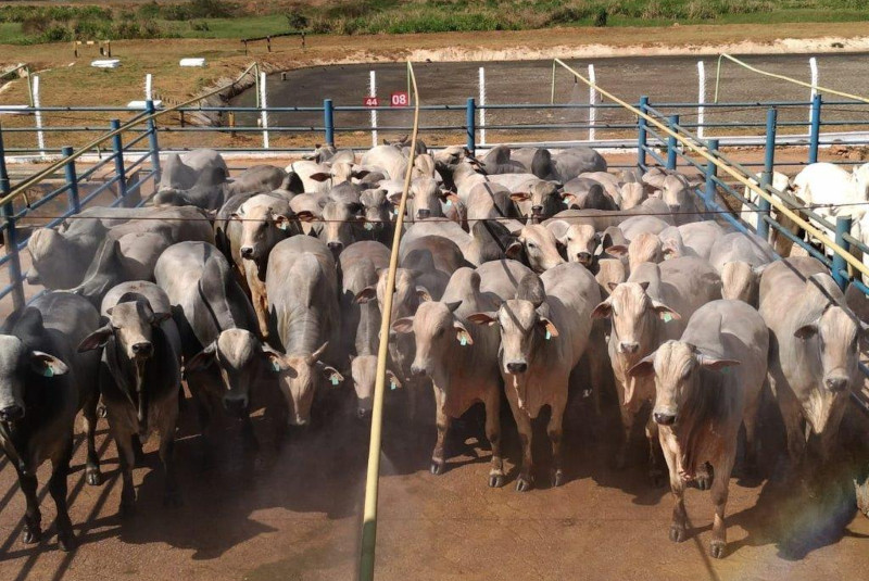 Colíder – MT recebe 500 animais em 6ª etapa nacional do Circuito Nelore de Qualidade