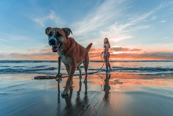 Paixão por hotéis Pet Friendly: tudo o que você precisa saber