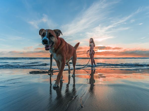 Paixão por hotéis Pet Friendly: tudo o que você precisa saber