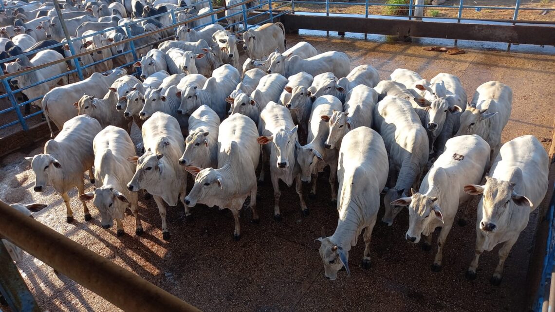 Peso e cobertura de gordura são destaques do Circuito Nelore de Qualidade em Água Boa (MT), que avaliou 408 animais