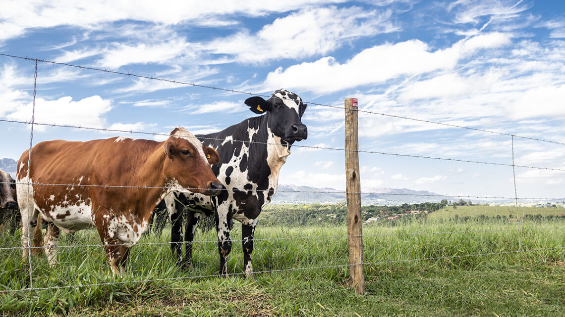 Belgo Arames leva soluções que contribuem com a produção leiteira no Agroleite 2023 