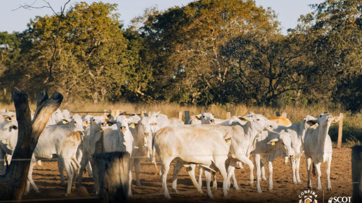 Fazendas visitadas pelo Confina Brasil em Mato Grosso do Sul e Mato Grosso se destacam por investimentos em bem-estar animal