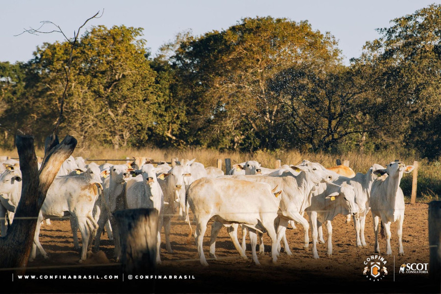 Fazendas visitadas pelo Confina Brasil em Mato Grosso do Sul e Mato Grosso se destacam por investimentos em bem-estar animal