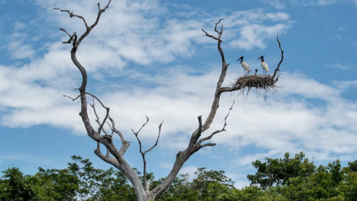 Resolução do Conama pode frear degradação do Pantanal