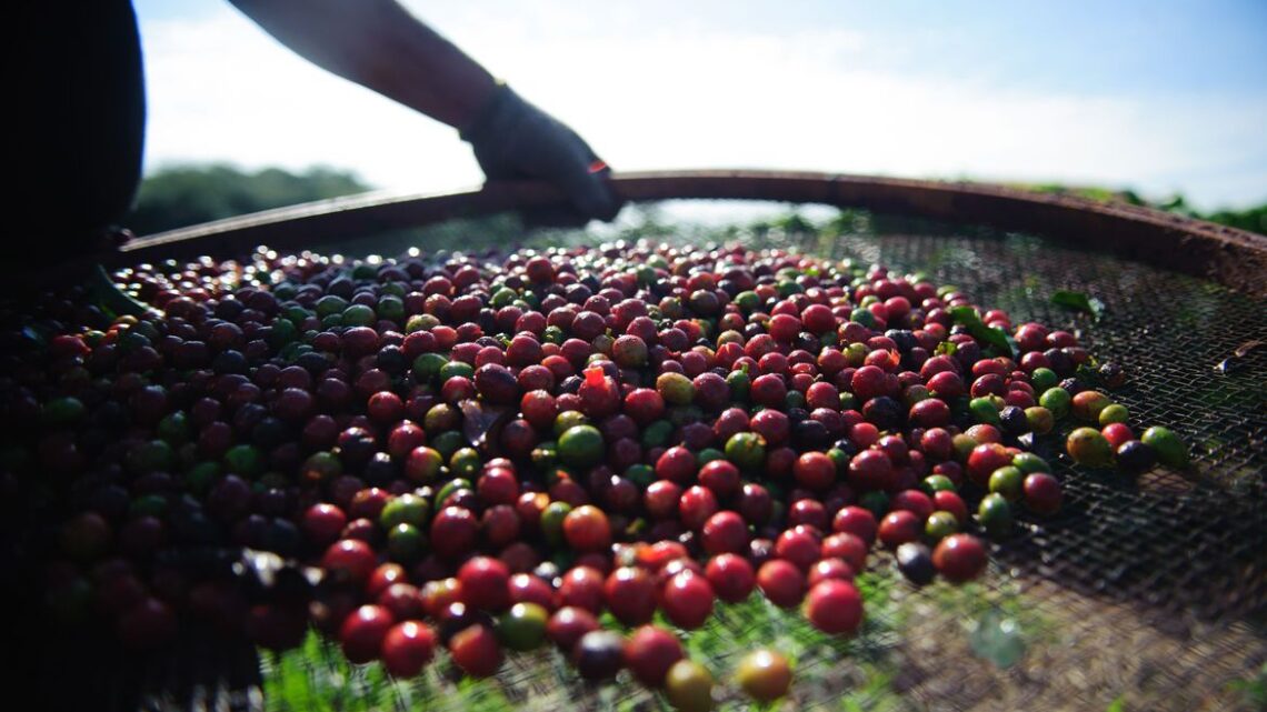 Produção mundial de café foi estimada em 174,3 milhões de sacas para safra 2023-2024