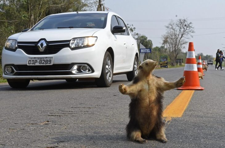 Estrada Viva leva animais empalhados para a pista em conscientização no Festival de Bonito-MS