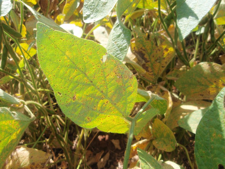 Ministério da Agricultura e Pecuária atualiza Programa Nacional de Controle da Ferrugem Asiática da Soja