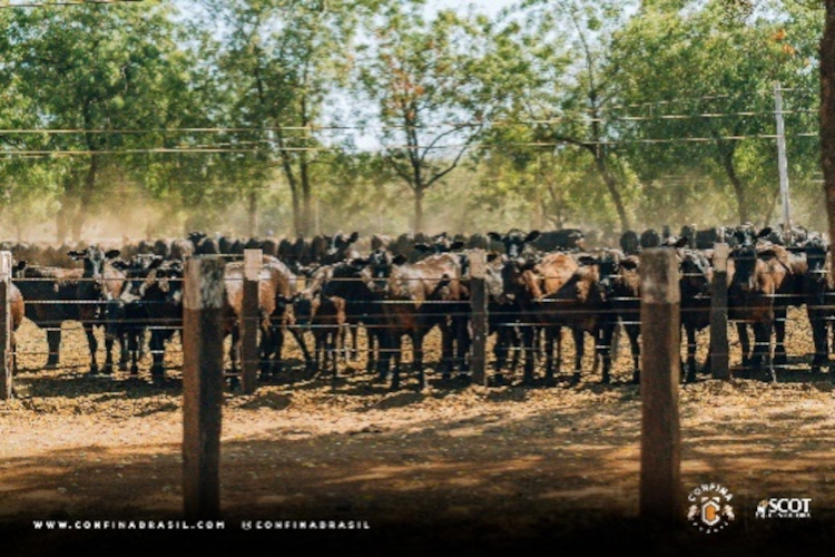Confina Brasil identifica criação de gado de origem espanhola, investimento em nutrição, tecnologia e sustentabilidade em visitas ao Mato Grosso