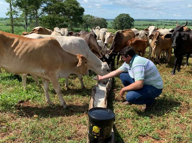 Gado de leite: os cuidados na alimentação com as novilhas ao entrar para reprodução