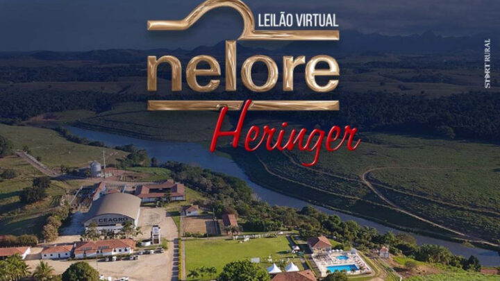 Nelore Heringer oferta mais de 1.300 animais em leilão virtual