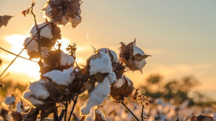 Produtores de algodão e milho podem utilizar o PlantUP para preparar a próxima safra
