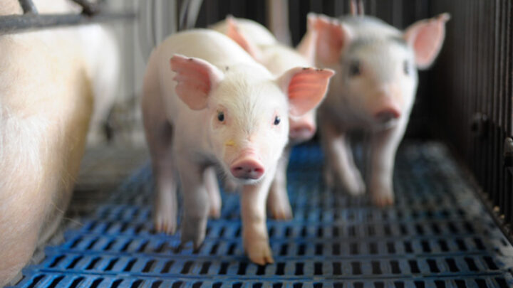Custos de produção de suínos sobem em julho e ICPFrango registra nova queda