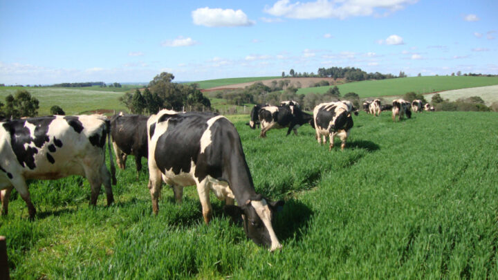 Metrite em vacas leiteiras impacta na reprodução e requer atenção dos pecuaristas