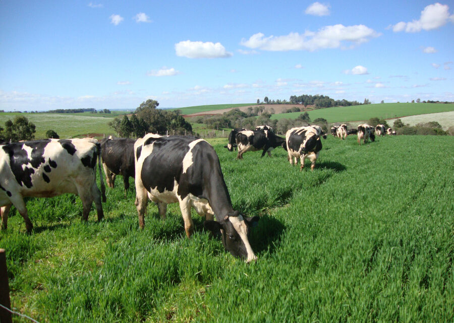 Metrite em vacas leiteiras impacta na reprodução e requer atenção dos pecuaristas