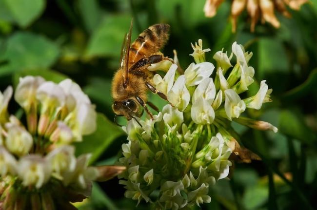 Projeto Verde Mel amplia proteção de abelhas nativas