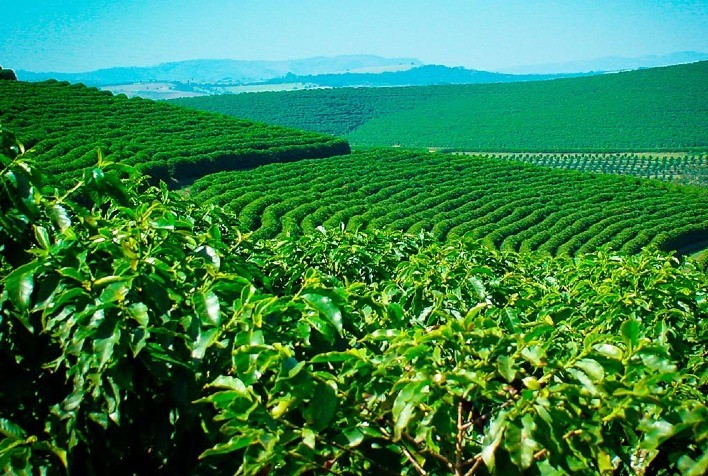 Estudo sobre eficiência de insumos à base de nitratos na cafeicultura recebe Prêmio Carlos Florence, da ANDA