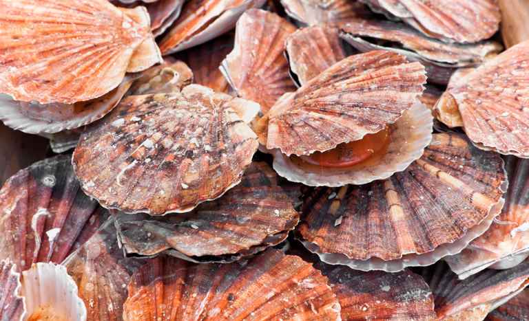 Programa Nacional de Moluscos Bivalves Seguros é implementado