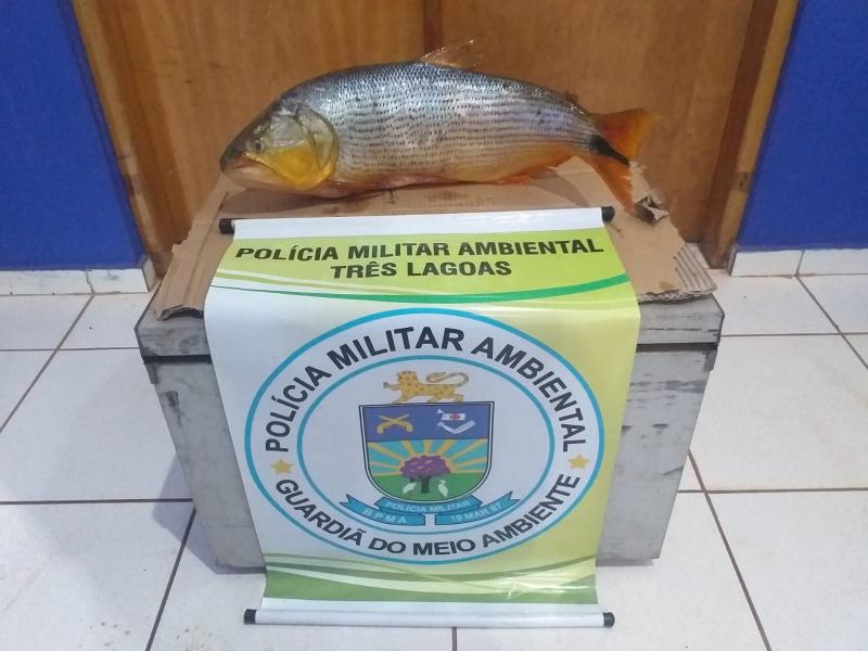 PMA finaliza Operação Independência com a apreensão de 38,35kg de maconha, 64 kg de pescado e 5 pessoas presas