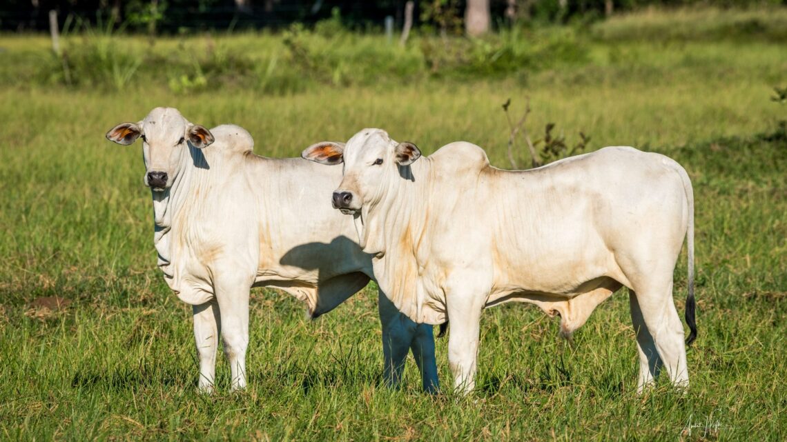 Novilho Precoce assado inteiro é atração em Festival Internacional da Carne