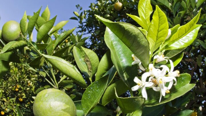 Inseticida da ADAMA tem ampliação de registro para pragas de difícil controle em frutíferas e vegetais 