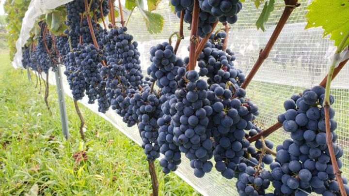 Projeto inédito de melhoramento genético da uva Piwi é desenvolvido com apoio da Fapesc