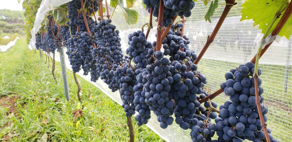 Projeto inédito de melhoramento genético da uva Piwi é desenvolvido com apoio da Fapesc
