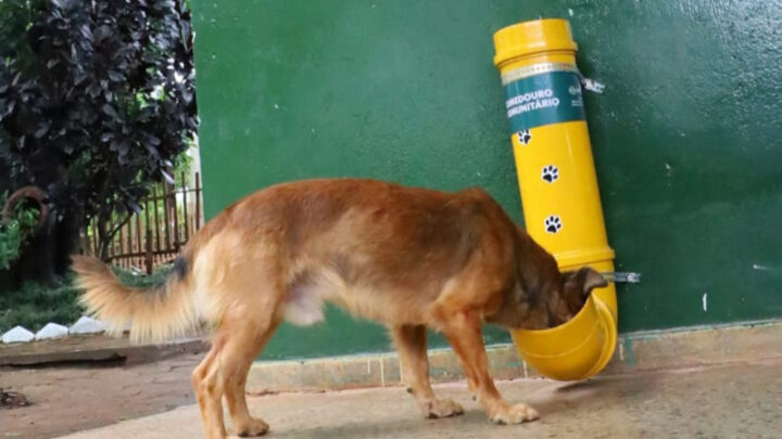 Parques de Goiânia tem bebedouros para animais durante essas altas temperaturas