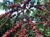 Estudo comprova a sustentabilidade do café da região das Matas de Rondônia
