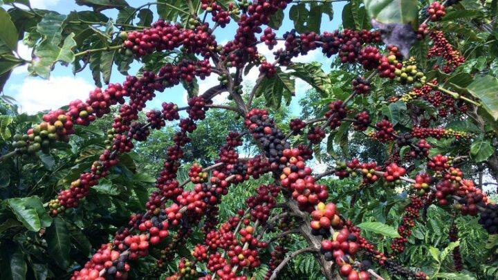 Alta produtividade garante aumento na produção do café arábica no estado de SP