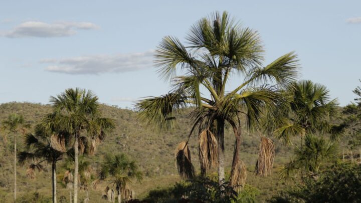Exemplo de preservação, Quilombo Kalunga mantém nativos 83% do Cerrado