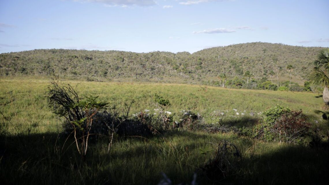 Campeãs em desmatamento, terras privadas têm 62% do Cerrado nativo 