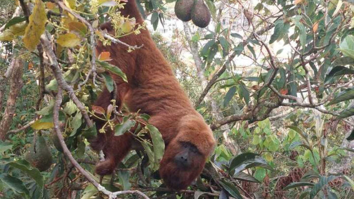 IEF resgata macaco bugio no Sul de Minas Gerais para preservação da espécie