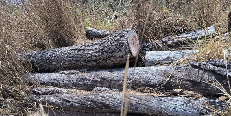 PMA de Costa Rica autua produtor rural em R$ 28.300,00 por exploração de 81 árvores sem autorização ambiental