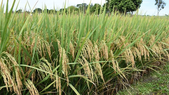 Perspectiva aponta para recuperação de área de arroz e feijão na safra 2023/24