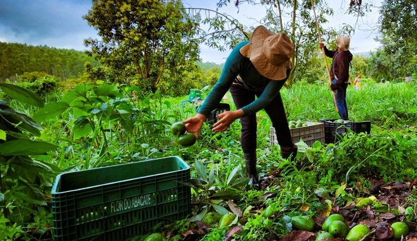 Agroindústria familiar de São Sebastião do Paraíso (MG) investe em linha de produtos derivados do abacate