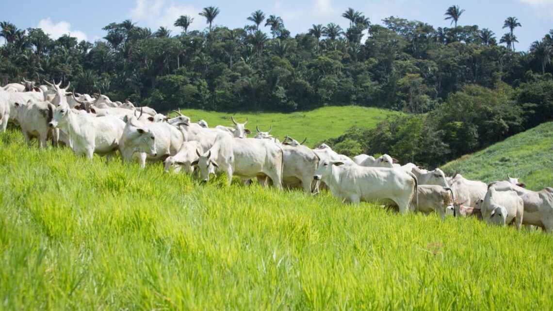 Crescimento do rebanho bovino de Goiás bate novo recorde