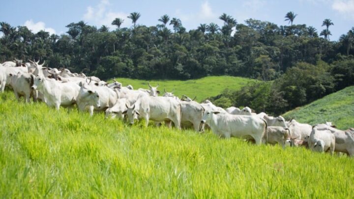 Crescimento do rebanho bovino de Goiás bate novo recorde