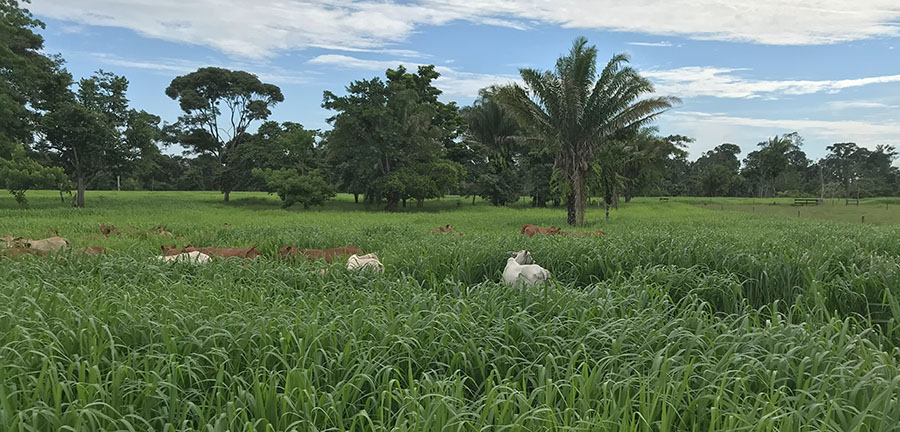 Boletim de Pautas da Empresa Brasileira de Pesquisa Agropecuária, Embrapa