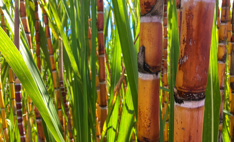 Valor da Produção Agropecuária é atualizado para R$ 1,150 trilhão este ano