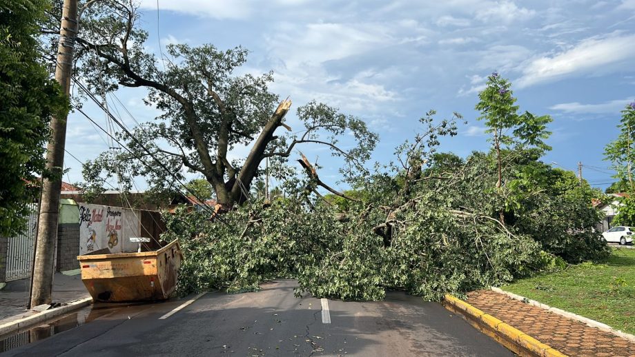 Ventos de quase 70 km/h e chuva intensa causam estragos em Três Lagoas; equipes estão nas ruas para reparos