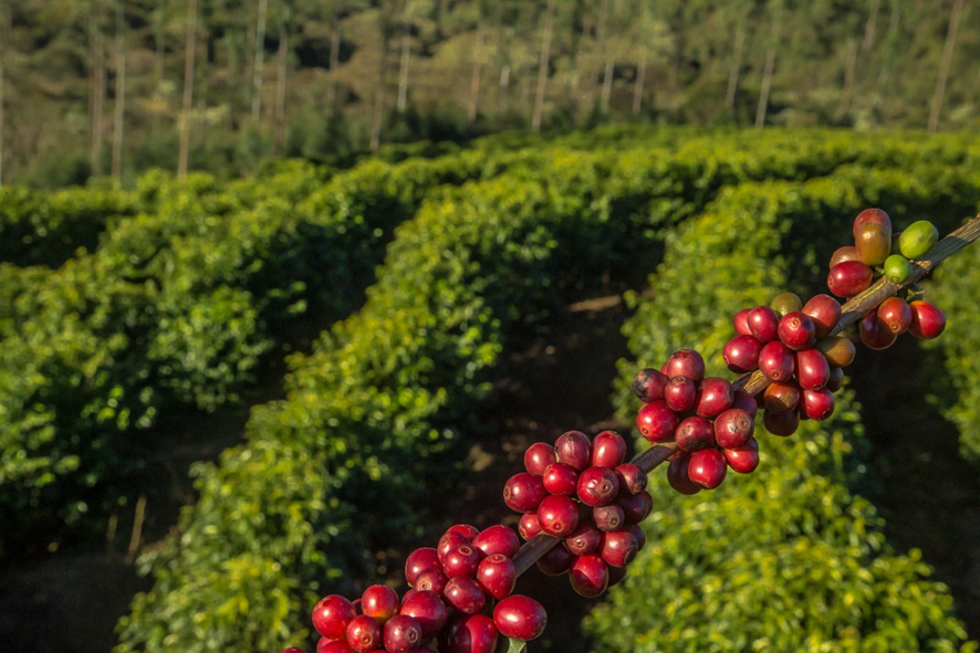 Faturamento total das lavouras dos Cafés do Brasil atinge R$ 48,27 bilhões em 2023