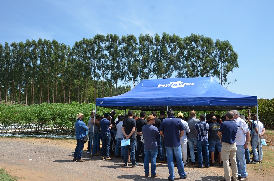 Tecnologias de manejo e processamento da mandioca de mesa são apresentadas em Dia de Campo no DF