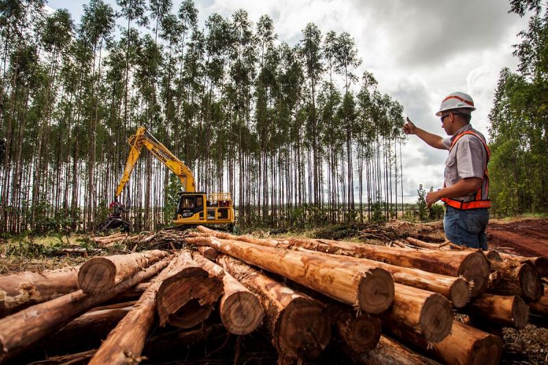 Suzano está com quatro vagas abertas para área florestal em Ribas do Rio Pardo (MS)