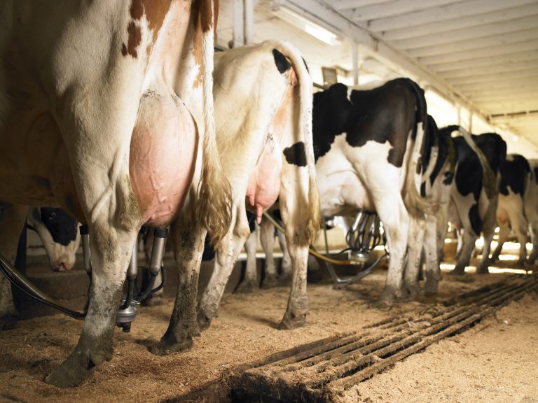 Pastoreio Rotatínuo aumenta produtividade em fazendas leiteiras