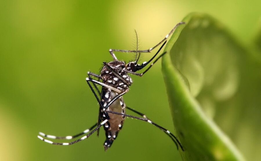 Mudanças Climáticas e Incidência de Dengue: Qual a Relação e como Combater o Vírus Aedes