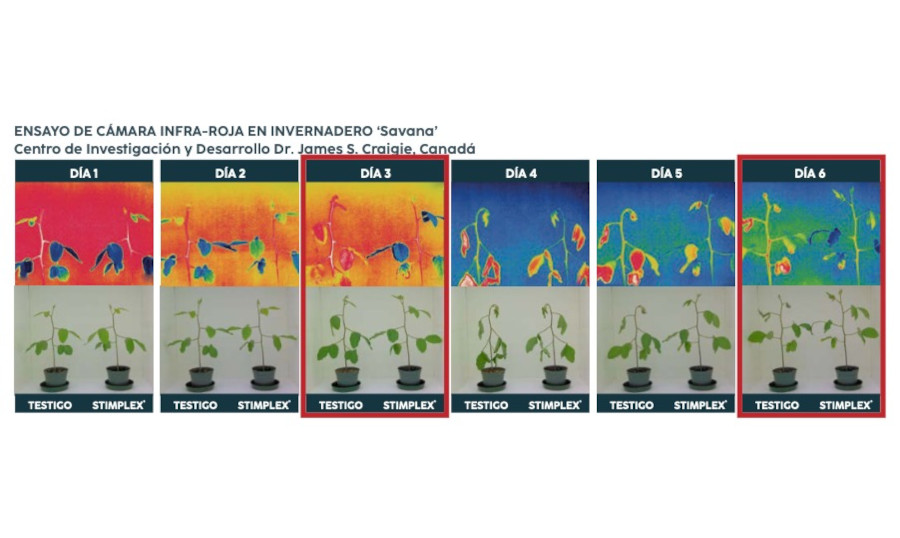 Onda de calor intenso provoca estresse térmico em frutas e hortaliças