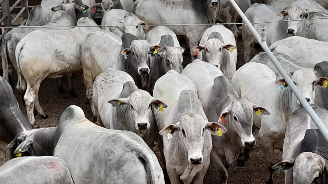 Circuito Nelore de Qualidade 2023 programa avaliar 1.500 animais em etapa de Andradina (SP) 