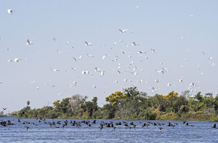 Lei do Pantanal: proposta entregue prevê ampliar proteção e reduzir desmatamento