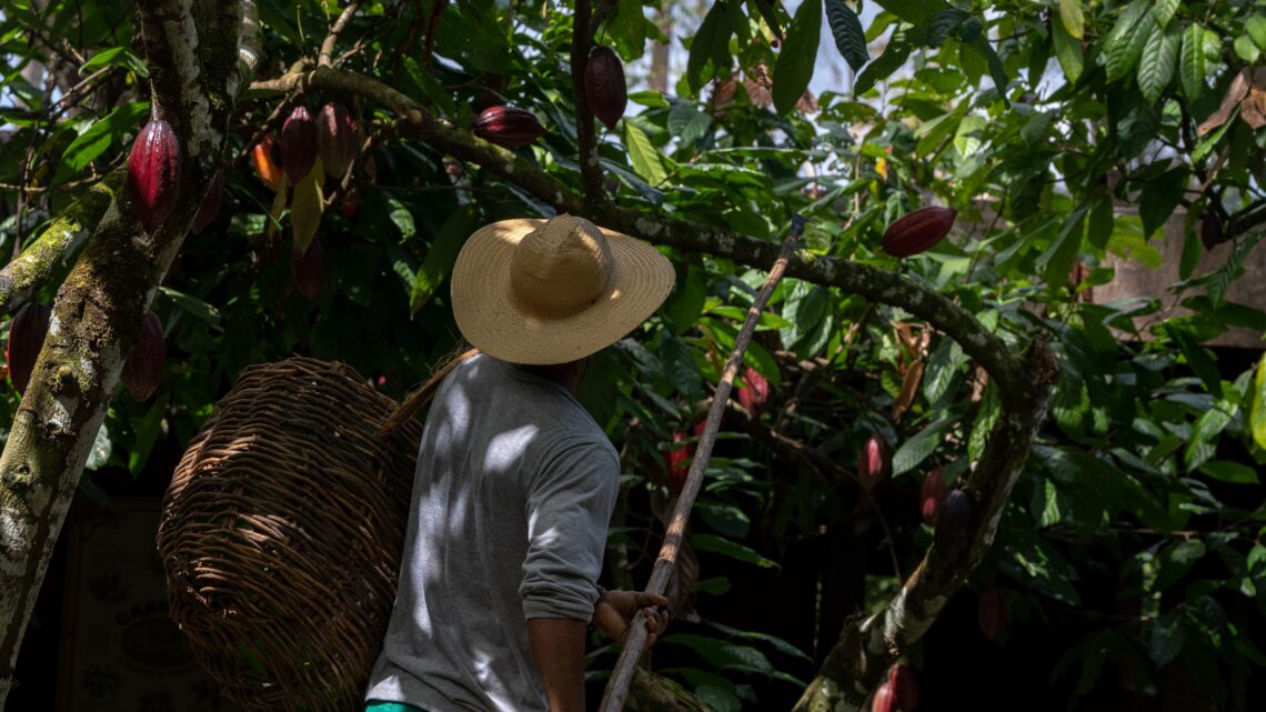 Créditos para a Terra: Dengo, marca brasileira de chocolates, anuncia parceria com ReSeed, líder em soluções de crédito de carbono baseadas na natureza