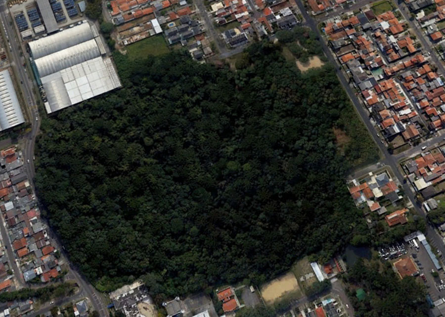 Bosque de Curitiba reduz a temperatura em até 4ºC